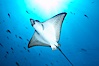 Spotted eagle ray. Wolf Island, Galapagos Islands, Ecuador. Image #16337