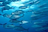 Bigeye trevally jacks, motion blur, schooling. Darwin Island, Galapagos Islands, Ecuador. Image #16347
