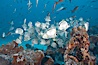 Barberfish schooling. Darwin Island, Galapagos Islands, Ecuador. Image #16354