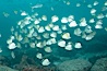 Barberfish schooling. North Seymour Island, Galapagos Islands, Ecuador. Image #16357