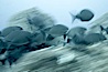 Striped sea chub, motion blur. Wolf Island, Galapagos Islands, Ecuador. Image #16378