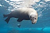 Galapagos sea lion, adult male. Darwin Island, Galapagos Islands, Ecuador. Image #16393
