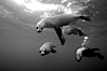 Galapagos sea lions. Roca Redonda, Galapagos Islands, Ecuador. Image #16394