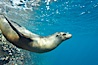 Galapagos sea lion. Gordon Rocks, Galapagos Islands, Ecuador. Image #16396