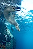 Galapagos sea lion. Gordon Rocks, Galapagos Islands, Ecuador. Image #16398