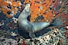 Galapagos sea lion. Gordon Rocks, Galapagos Islands, Ecuador. Image #16399