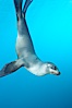 Galapagos sea lion. Gordon Rocks, Galapagos Islands, Ecuador. Image #16400