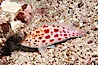 Coral hawkfish. Cousins, Galapagos Islands, Ecuador. Image #16404