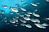 Striped sea chub, schooling. Wolf Island, Galapagos Islands, Ecuador. Image #16413