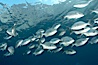 Striped sea chub, schooling. Wolf Island, Galapagos Islands, Ecuador. Image #16414