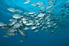 Striped sea chub, schooling. Wolf Island, Galapagos Islands, Ecuador. Image #16415