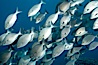 Striped sea chub, schooling. Wolf Island, Galapagos Islands, Ecuador. Image #16416