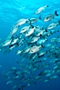 Striped sea chub, schooling. Wolf Island, Galapagos Islands, Ecuador. Image #16417