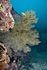 Black coral.  The fan is five feet in diameter and the color of the live coral is more yellow-green than black. North Seymour Island, Galapagos Islands, Ecuador. Image #16443