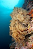 Black coral.  The fan is five feet in diameter and the color of the live coral is more yellow-green than black. Cousins, Galapagos Islands, Ecuador. Image #16444