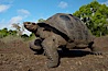 Galapagos tortoise, Santa Cruz Island species, highlands of Santa Cruz island. Santa Cruz Island, Galapagos Islands, Ecuador. Image #16479