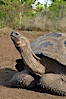 Galapagos tortoise, Santa Cruz Island species, highlands of Santa Cruz island. Santa Cruz Island, Galapagos Islands, Ecuador. Image #16480
