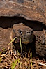 Galapagos tortoise, Santa Cruz Island species, highlands of Santa Cruz island. Santa Cruz Island, Galapagos Islands, Ecuador. Image #16481