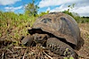 Galapagos tortoise, Santa Cruz Island species, highlands of Santa Cruz island. Santa Cruz Island, Galapagos Islands, Ecuador. Image #16482