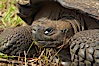 Galapagos tortoise, Santa Cruz Island species, highlands of Santa Cruz island. Santa Cruz Island, Galapagos Islands, Ecuador. Image #16483