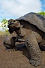 Galapagos tortoise, Santa Cruz Island species, highlands of Santa Cruz island. Santa Cruz Island, Galapagos Islands, Ecuador. Image #16485