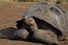 Galapagos tortoise, Santa Cruz Island species, highlands of Santa Cruz island. Santa Cruz Island, Galapagos Islands, Ecuador. Image #16486