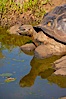 Galapagos tortoise, Santa Cruz Island species, highlands of Santa Cruz island. Santa Cruz Island, Galapagos Islands, Ecuador. Image #16487