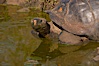 Galapagos tortoise, Santa Cruz Island species, highlands of Santa Cruz island. Santa Cruz Island, Galapagos Islands, Ecuador. Image #16488