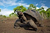 Galapagos tortoise, Santa Cruz Island species, highlands of Santa Cruz island. Santa Cruz Island, Galapagos Islands, Ecuador. Image #16490
