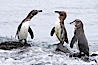 Galapagos penguins. Bartolome Island, Galapagos Islands, Ecuador. Image #16517