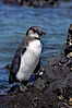 Galapagos penguin, perched on volcanic rocks.  Galapagos penguins are the northernmost species of penguin. Punta Albemarle. Isabella Island, Galapagos Islands, Ecuador. Image #16518
