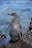 Galapagos penguin, perched on volcanic rocks.  Galapagos penguins are the northernmost species of penguin. Punta Albemarle. Isabella Island, Galapagos Islands, Ecuador. Image #16519