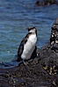 Galapagos penguin, perched on volcanic rocks.  Galapagos penguins are the northernmost species of penguin. Punta Albemarle. Isabella Island, Galapagos Islands, Ecuador. Image #16524