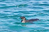 Galapagos penguin swimming.  Galapagos penguins are the northernmost species of penguin. Punta Albemarle. Isabella Island, Galapagos Islands, Ecuador. Image #16525