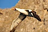 Nazca booby in flight. Wolf Island, Galapagos Islands, Ecuador. Image #16529