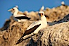 Nazca booby. Wolf Island, Galapagos Islands, Ecuador. Image #16530