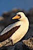 Nazca booby. Wolf Island, Galapagos Islands, Ecuador. Image #16531