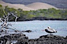 Brown pelican. North Seymour Island, Galapagos Islands, Ecuador. Image #16542