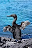 Flightless cormorant dries its stubby wings after emerging from the ocean.  In the absence of predators and thus not needing to fly, the flightless cormorants wings have degenerated to the point that it has lost the ability to fly, however it can swim superbly and is a capable underwater hunter.  Punta Albemarle. Isabella Island, Galapagos Islands, Ecuador. Image #16546