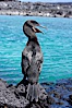 Flightless cormorant perched on volcanic coastline.  In the absence of predators and thus not needing to fly, the flightless cormorants wings have degenerated to the point that it has lost the ability to fly, however it can swim superbly and is a capable underwater hunter.  Punta Albemarle. Isabella Island, Galapagos Islands, Ecuador. Image #16547