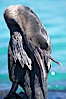 Flightless cormorant.  In the absence of predators and thus not needing to fly, the flightless cormorants wings have degenerated to the point that it has lost the ability to fly, however it can swim superbly and is a capable underwater hunter.  Punta Albemarle. Isabella Island, Galapagos Islands, Ecuador. Image #16548