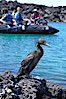 Flightless cormorant perched on volcanic coastline.  In the absence of predators and thus not needing to fly, the flightless cormorants wings have degenerated to the point that it has lost the ability to fly, however it can swim superbly and is a capable underwater hunter.  Punta Albemarle. Isabella Island, Galapagos Islands, Ecuador. Image #16549