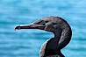 Flightless cormorant, head and neck profile.  In the absence of predators and thus not needing to fly, the flightless cormorants wings have degenerated to the point that it has lost the ability to fly, however it can swim superbly and is a capable underwater hunter.  Punta Albemarle. Isabella Island, Galapagos Islands, Ecuador. Image #16550