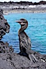 Flightless cormorant perched on volcanic coastline.  In the absence of predators and thus not needing to fly, the flightless cormorants wings have degenerated to the point that it has lost the ability to fly, however it can swim superbly and is a capable underwater hunter.  Punta Albemarle. Isabella Island, Galapagos Islands, Ecuador. Image #16551