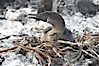 Flightless cormorant, on nest.  In the absence of predators and thus not needing to fly, the flightless cormorants wings have degenerated to the point that it has lost the ability to fly, however it can swim superbly and is a capable underwater hunter.  Punta Albemarle. Isabella Island, Galapagos Islands, Ecuador. Image #16561
