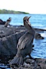 Flightless cormorant.  In the absence of predators and thus not needing to fly, the flightless cormorants wings have degenerated to the point that it has lost the ability to fly, however it can swim superbly and is a capable underwater hunter.  Punta Albemarle. Isabella Island, Galapagos Islands, Ecuador. Image #16562