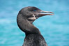 Flightless cormorant, head and neck profile.  In the absence of predators and thus not needing to fly, the flightless cormorants wings have degenerated to the point that it has lost the ability to fly, however it can swim superbly and is a capable underwater hunter.  Punta Albemarle. Isabella Island, Galapagos Islands, Ecuador