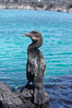 Flightless cormorant perched on volcanic coastline.  In the absence of predators and thus not needing to fly, the flightless cormorants wings have degenerated to the point that it has lost the ability to fly, however it can swim superbly and is a capable underwater hunter.  Punta Albemarle. Isabella Island, Galapagos Islands, Ecuador