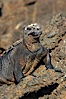 Marine iguana on volcanic rocks at the oceans edge, Punta Albemarle. Isabella Island, Galapagos Islands, Ecuador. Image #16570