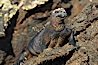 Marine iguana on volcanic rocks at the oceans edge, Punta Albemarle. Isabella Island, Galapagos Islands, Ecuador. Image #16571